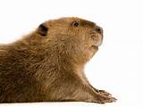 Largest Rodent List