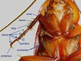Video Of Dissection Of Cockroach
