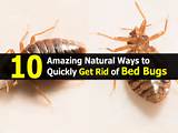 Natural Ways To Get Rid Of Bed Bugs Photos