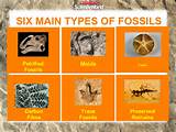 Pictures of Different Types Of Fossils