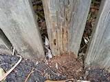 Photos of White Ants Treated Pine