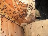 Photos of Ant Nest In Wall