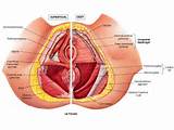 Location Of Pelvic Floor Muscles