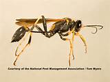 Ground Wasp Exterminator Photos