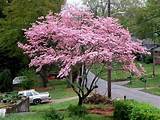 Flowering Dogwood Tree Facts Images