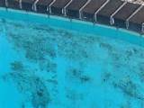 Removal Of Black Spot In Pools Photos