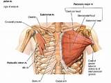 Muscle Pectoral Exercises Pictures