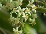Images of Poison Oak Flower