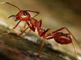 Fire Ants Costa Rica