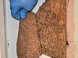 Signs Of Termite Damage In Drywall Images
