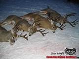 Photos of Canadian Mule Deer Hunting Outfitters