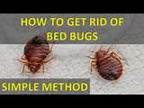 How To Get Rid Of Bed Bugs Without An Images