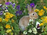 How Do I Keep Deer From Eating My Flowers Images