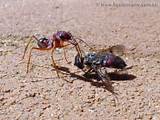 Carpenter Ants Spray Photos