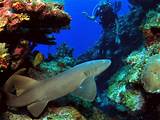 Grand Cayman Scuba Diving Packages Images