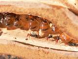 Photos of Fire Ants Adaptations