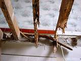 Photos of Termite Damage Under House