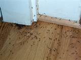 Treat Termites In Walls Images