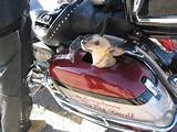 Photos of Motorcycle Pet Carrier