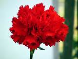 Images of Wallpaper Carnation Flower