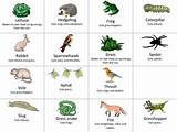 Food Chain Game Cards