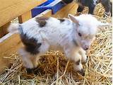 Pictures of Baby Goats For Sale In Nc