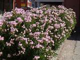 Pictures of Tall Flowering Shrubs For Privacy