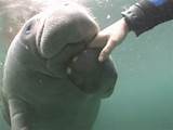 Swim With Manatees