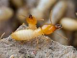 Images of Arizona Termite Inspection
