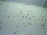 Winged Termites In Bathroom