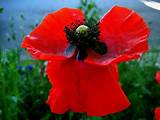Pictures of Veterans Poppy Flower