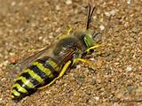 Sand Wasp Images