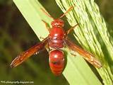 Photos of Red Wasp