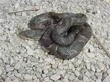 Black Rat Snake Pictures