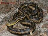 Photos of Yellow Rat Snake