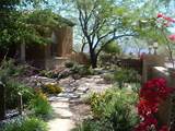 Arizona Landscape Plants Pictures