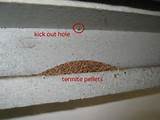 Evidence Of Termite Damage