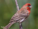 House Sparrow Vs House Finch Pictures