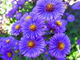 Aster Flower Pictures Photos