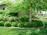 Photos of Yard Landscaping Trees