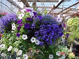 Beautiful Hanging Flower Baskets Images