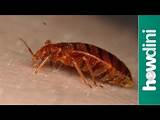 How To Get Rid Of Bed Bugs Yahoo Images
