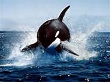 Killer Whale Sounds Like Motor Boat Photos