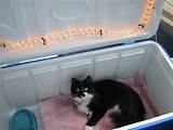 Heated Cat Enclosure Images