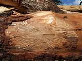 Images of What Do Termite Tracks Look Like