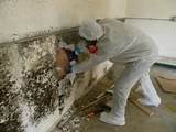 Images of Non Toxic Black Mold Removal