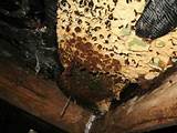 Images of Carpenter Ants Dust