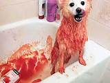 Skunk Sprayed Dog Home Remedies Images