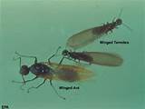 Winged Termite In House Pictures