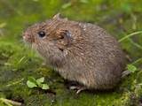 Vole Rodent Control